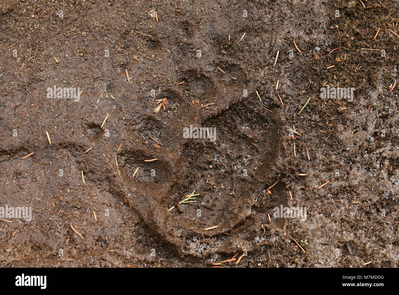 Grizzly bear track Grizzly track on Yellowstone River Trail Stock Photo