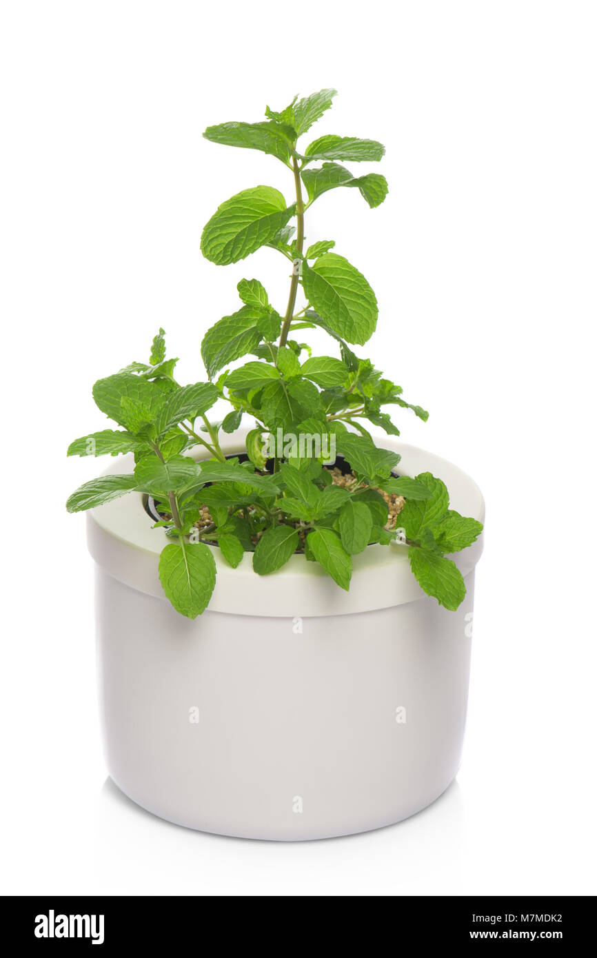 mint plant inside a pot Stock Photo Alamy