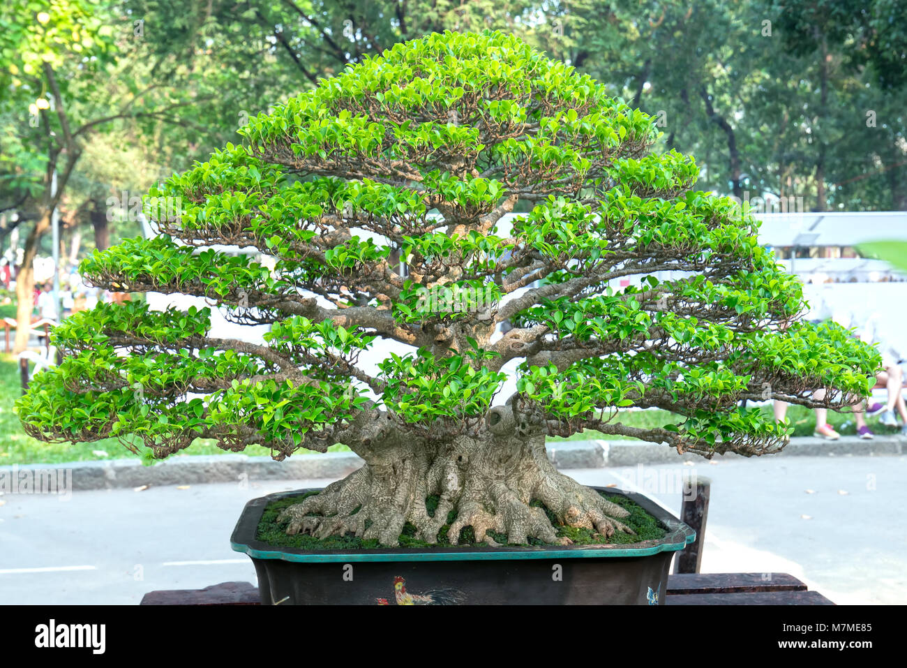 Green bonsai tree in a pot or tray plant in the shape of the stem is