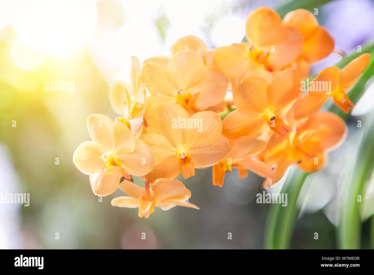 Orchid flower in garden at winter or spring day for postcard beauty and agriculture idea concept design. Ascocenda Orchid. Stock Photo
