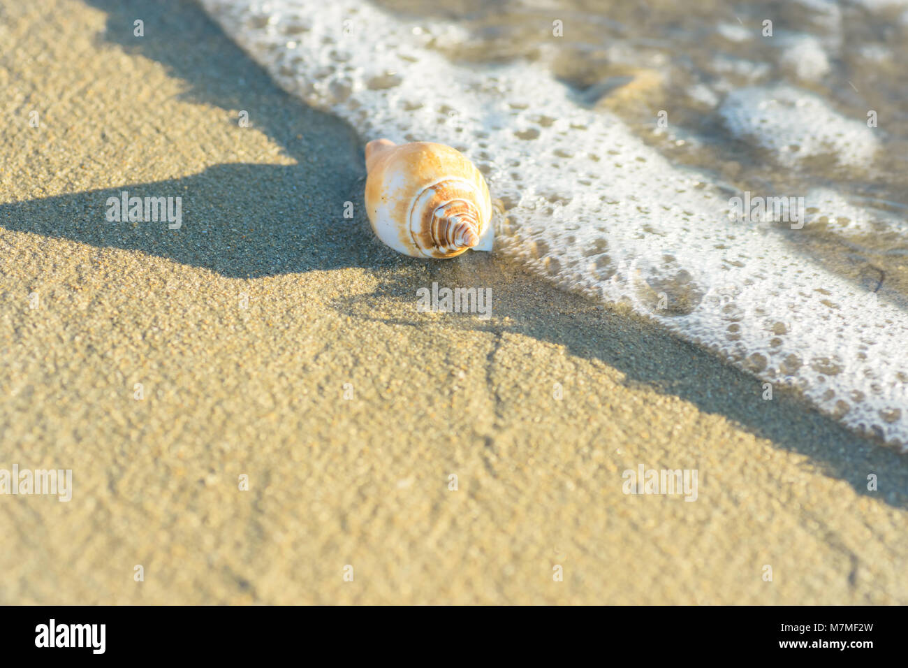 Beautiful White Beige Spiral Sea Shell on Beach Sand Washed by Foamy Wave. Transparent Water. Golden Sunlight Soft Pastel Colors. Summer Vacation Trav Stock Photo