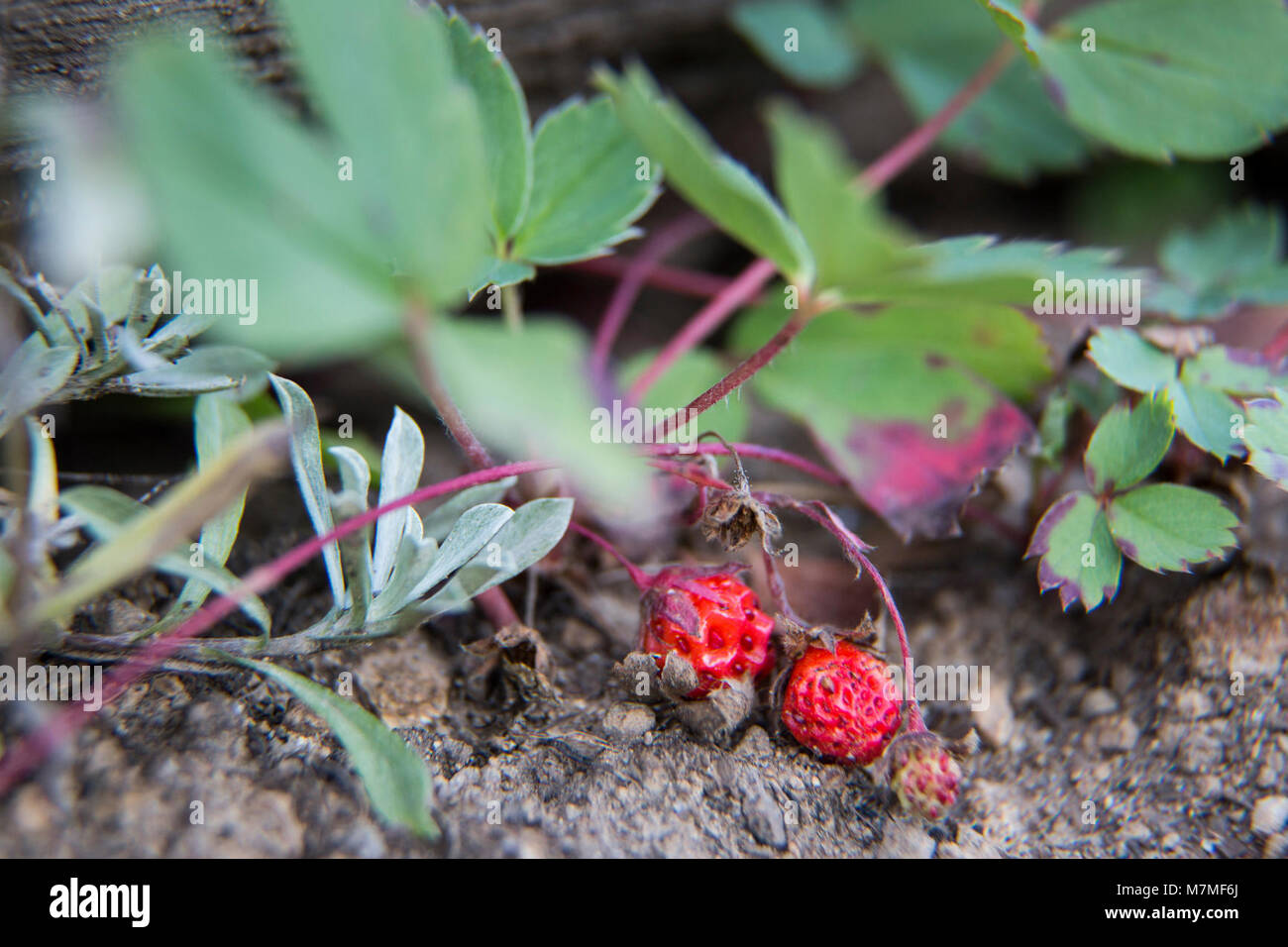 Wild strawberry Wild strawberry; August 2014 Stock Photo - Alamy
