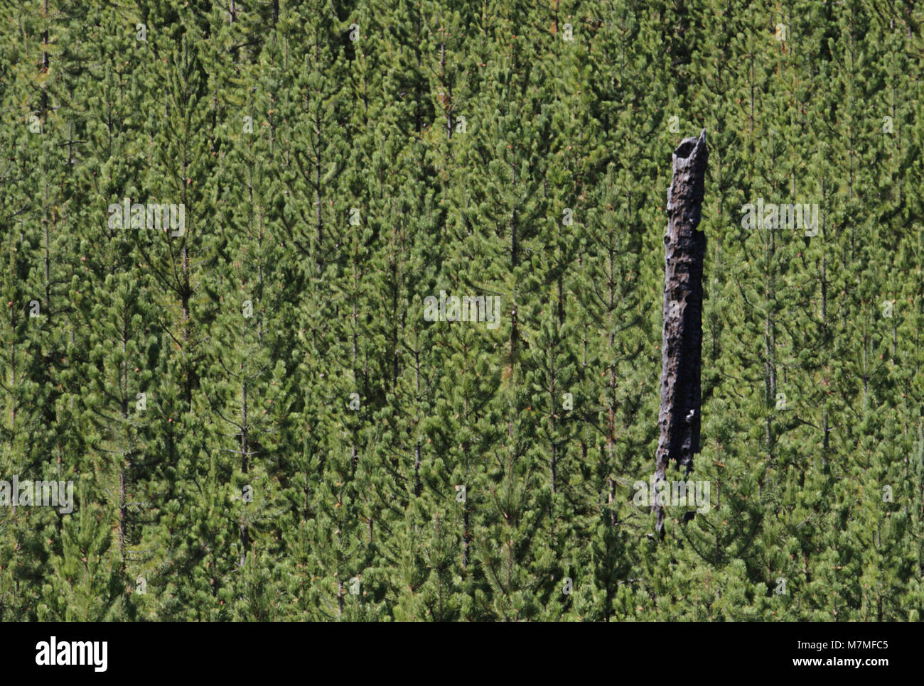 Lodgepole pine forest Lodgepole pine forest along the Madison River