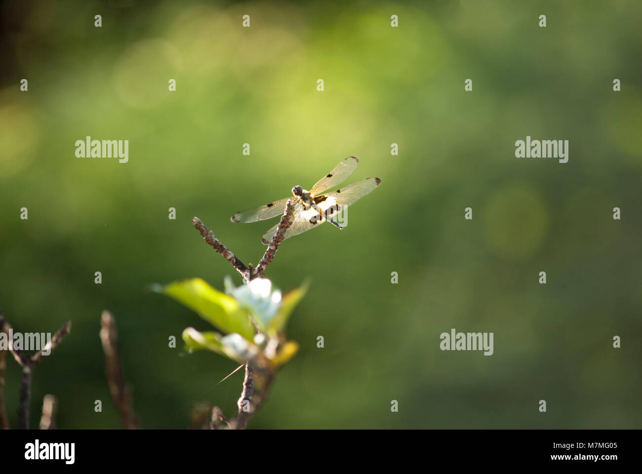 close up dragonfly in nature blur background Stock Photo - Alamy
