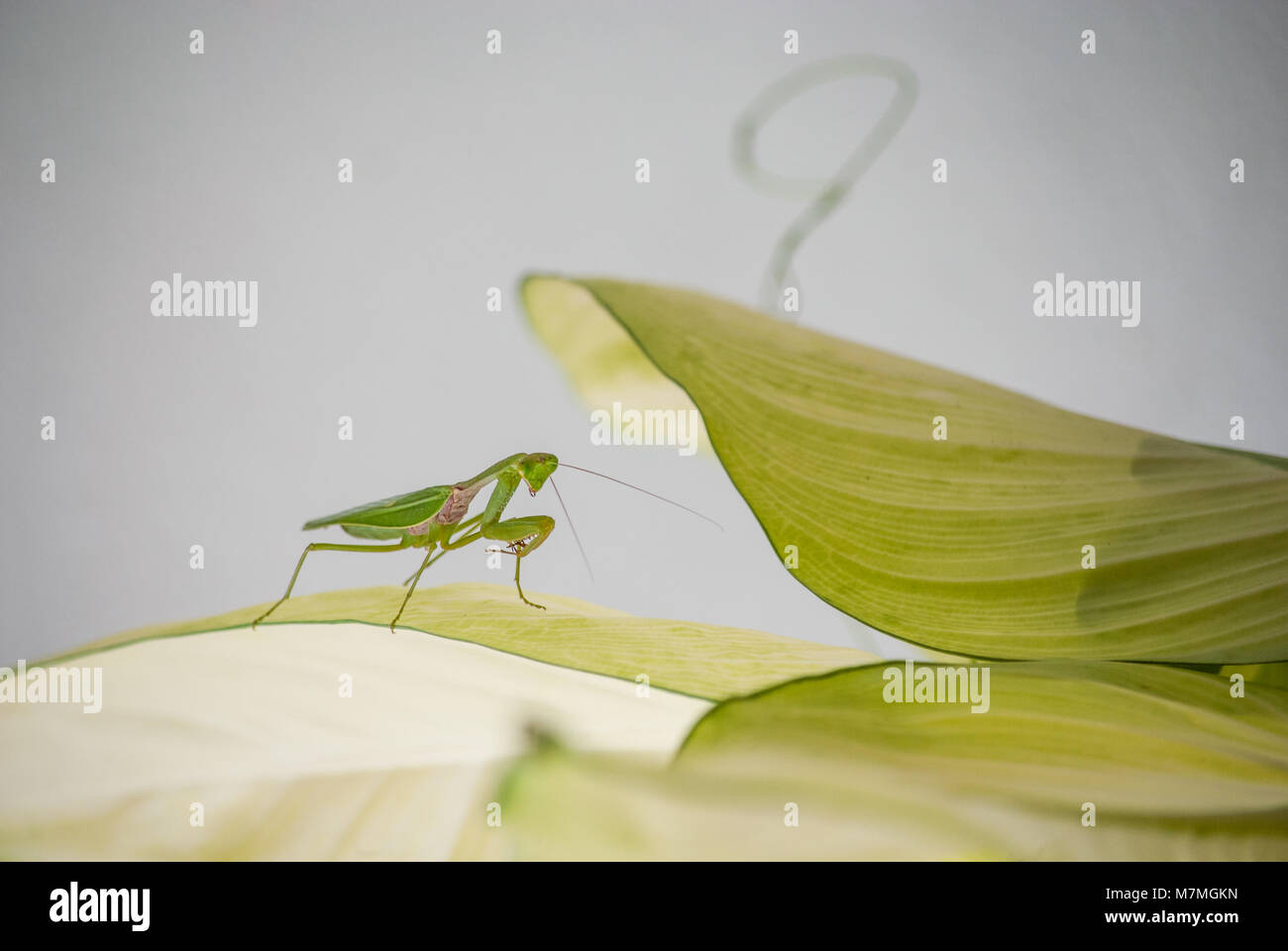 Close up mantis in green nature. Stock Photo