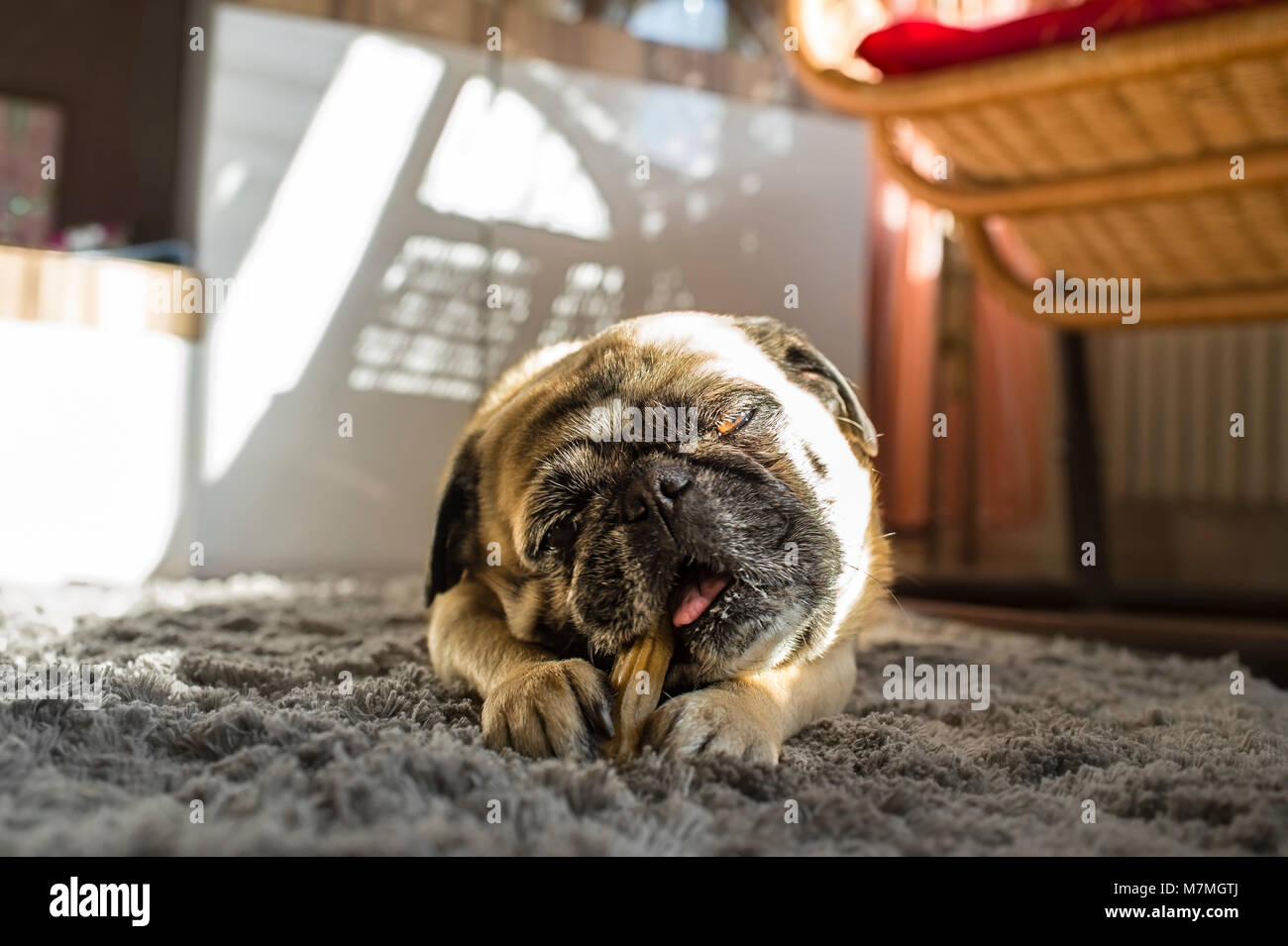 Little dog, pug, nibbles on a chewing bone Stock Photo Alamy