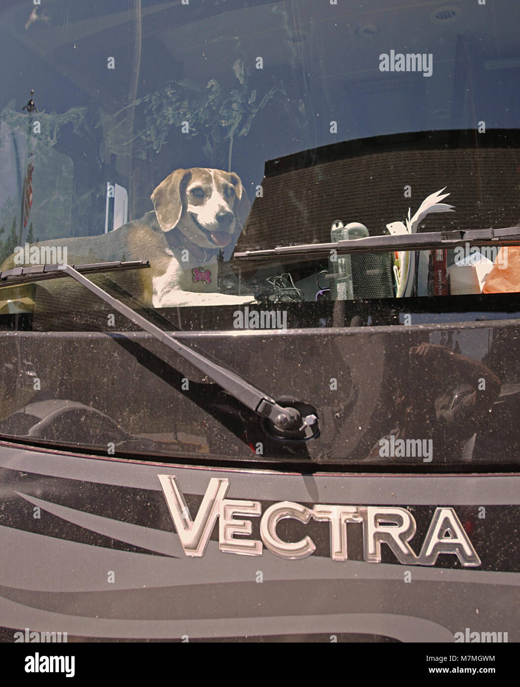 Dog in RV Dog on dashboard in RV at West Entrance Station Stock Photo ...