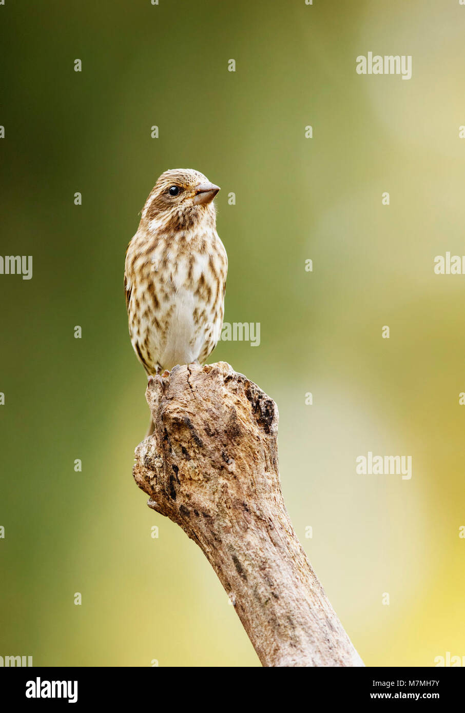 Female Purple Finch Female Purple finch Stock Photo - Alamy