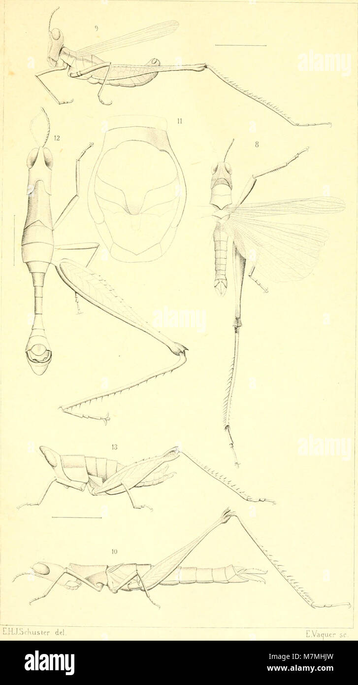 Anales de la Sociedad Española de Historia Natural (1899) (17978261600