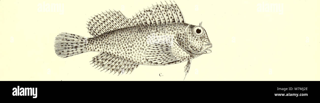 Andrew Garrett's Fische der Südsee (1876) (18168910366) Stock Photo