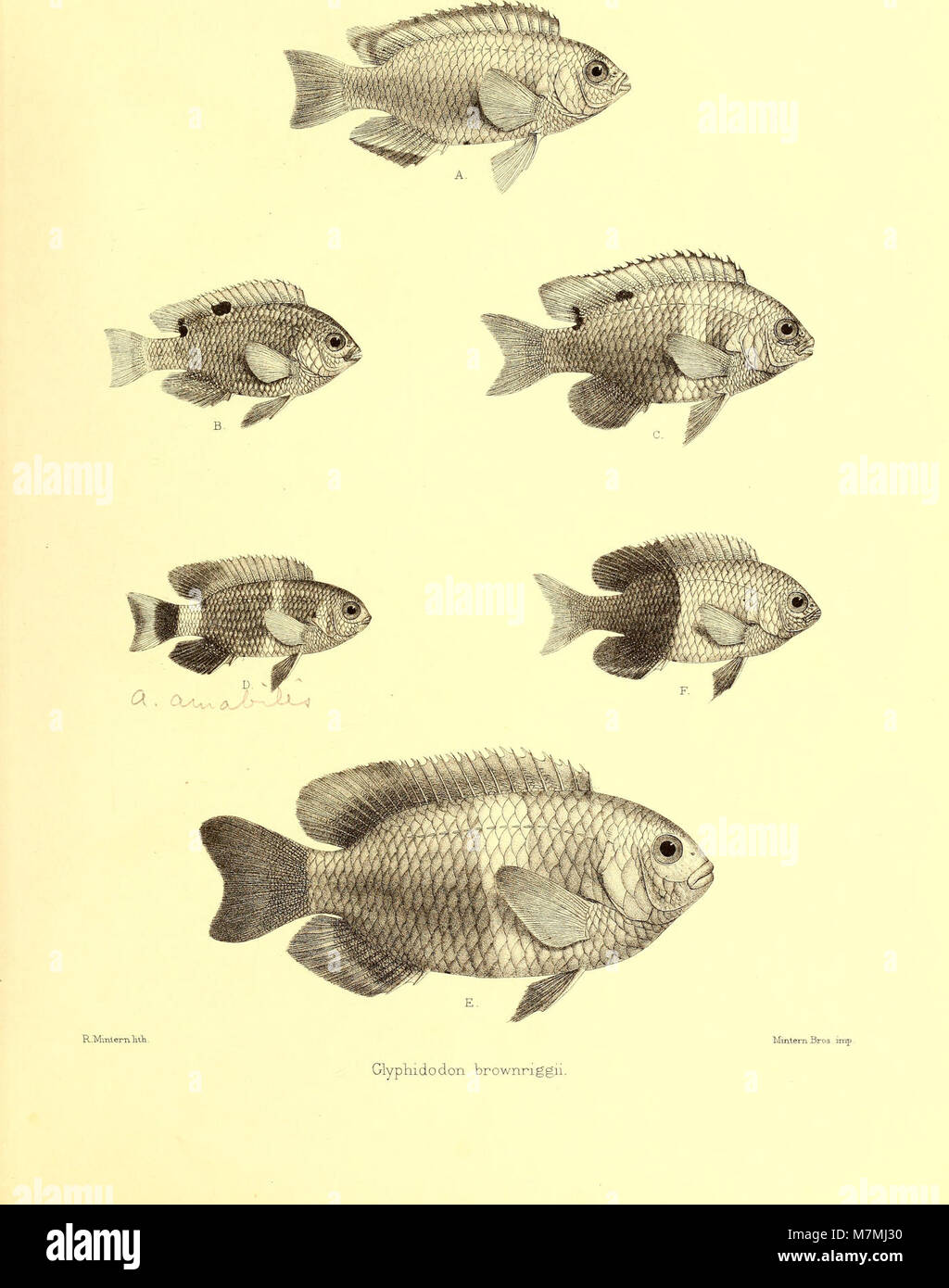 A zoological work from 1876 by Andrew Garrett illustrating and ...