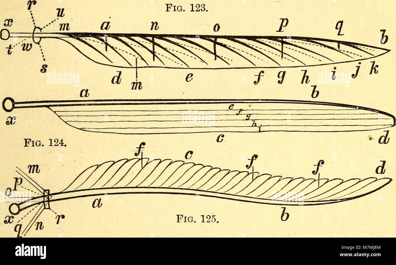 Published in 1874, Animal Locomotion explores the mechanics of movement ...