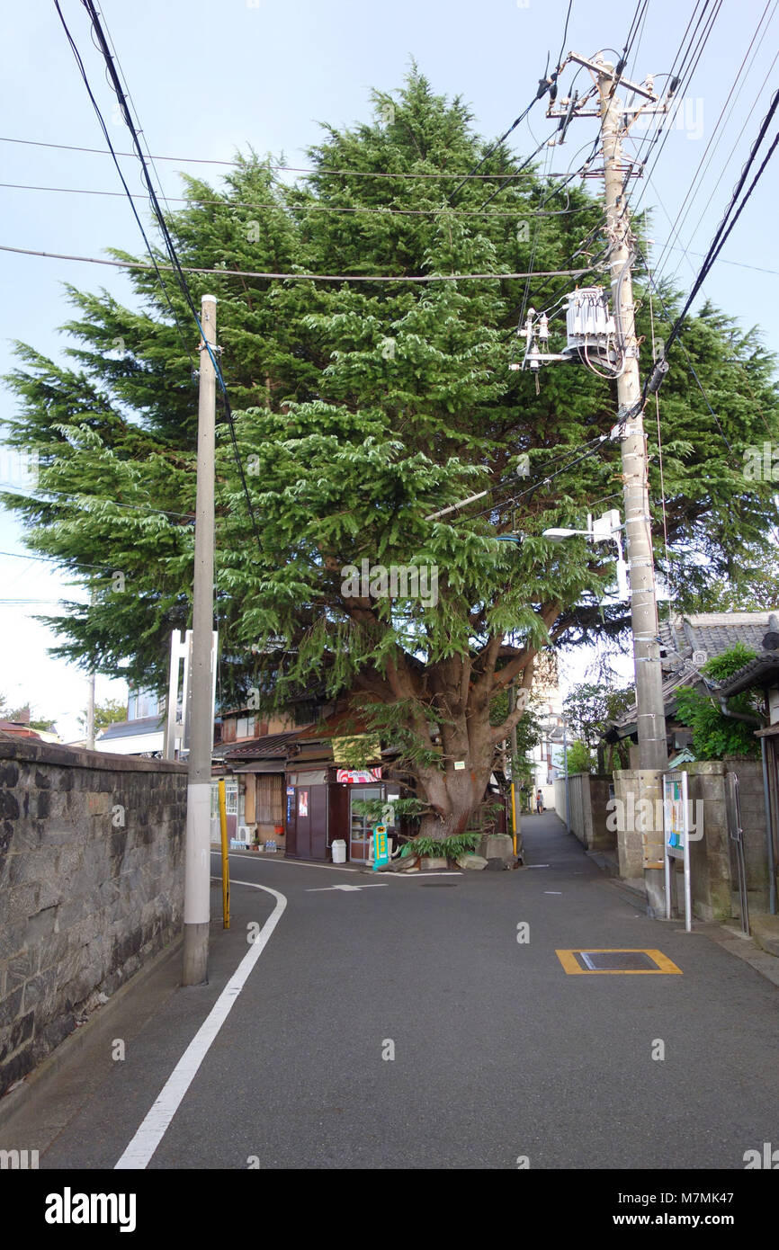 A photograph showing a Cedrus deodara (Himalayan cedar) tree near ...