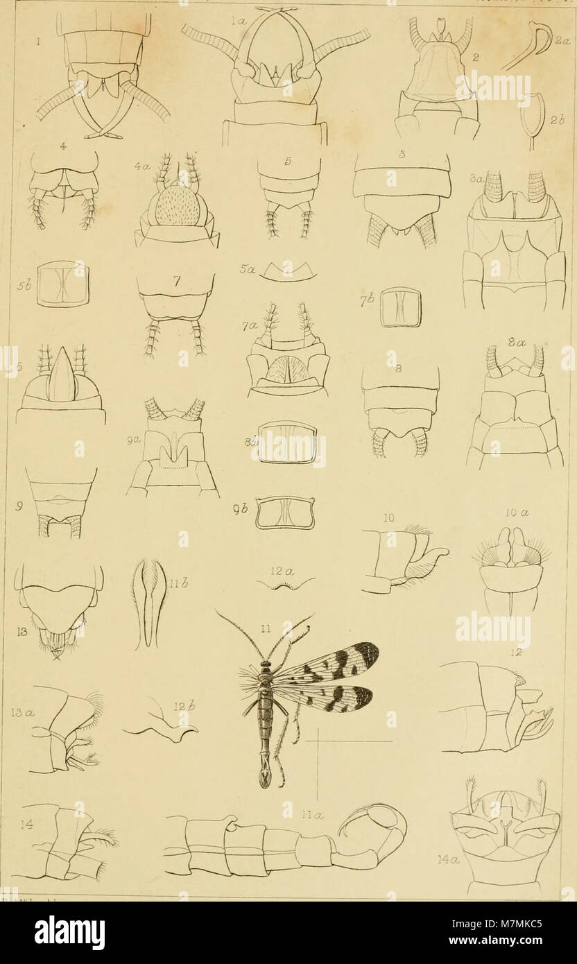 Annales de la Société entomologique de Belgique (1870) (18203679525) Stock Photo
