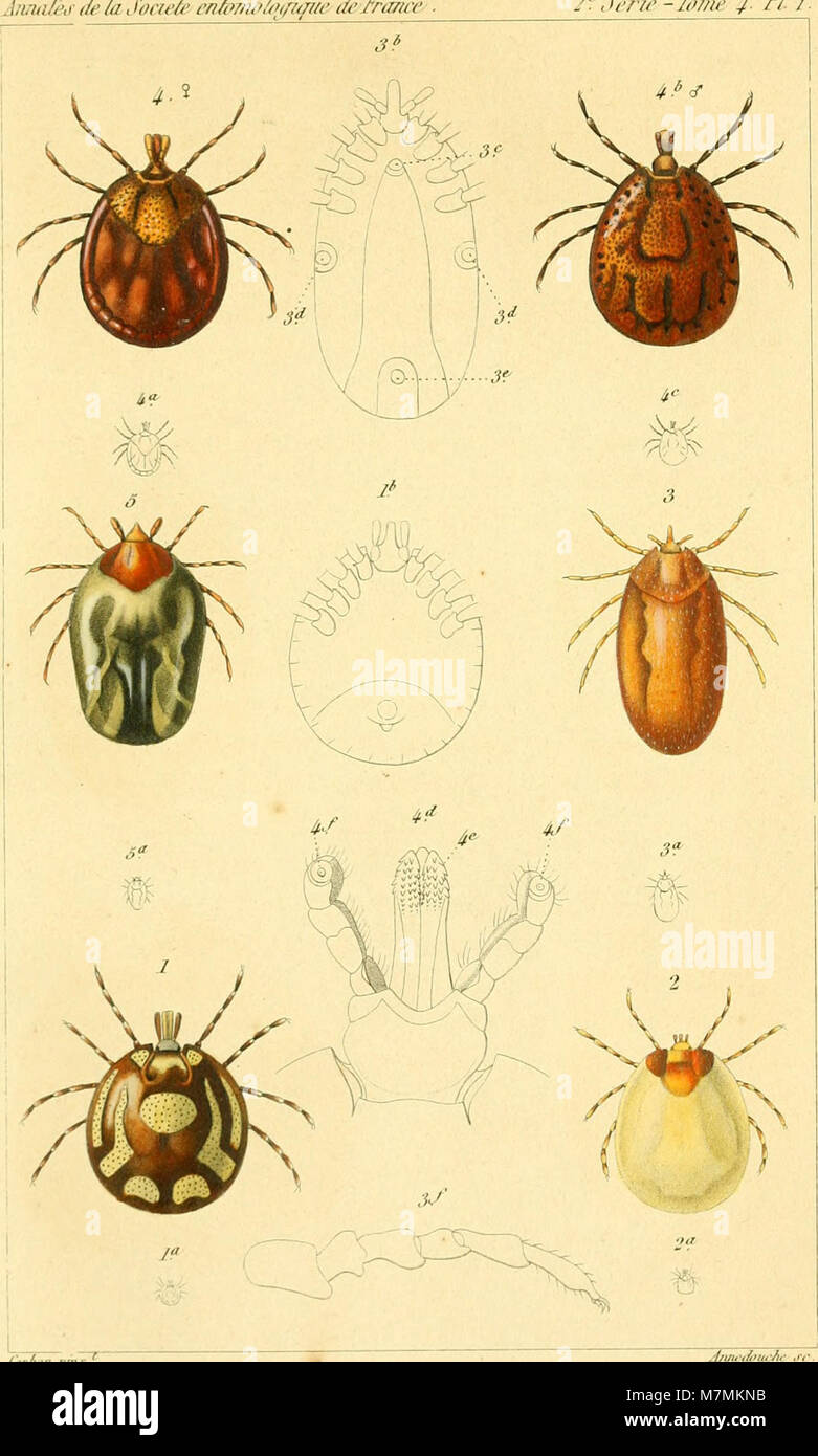 Insect species classification hi-res stock photography and images - Alamy