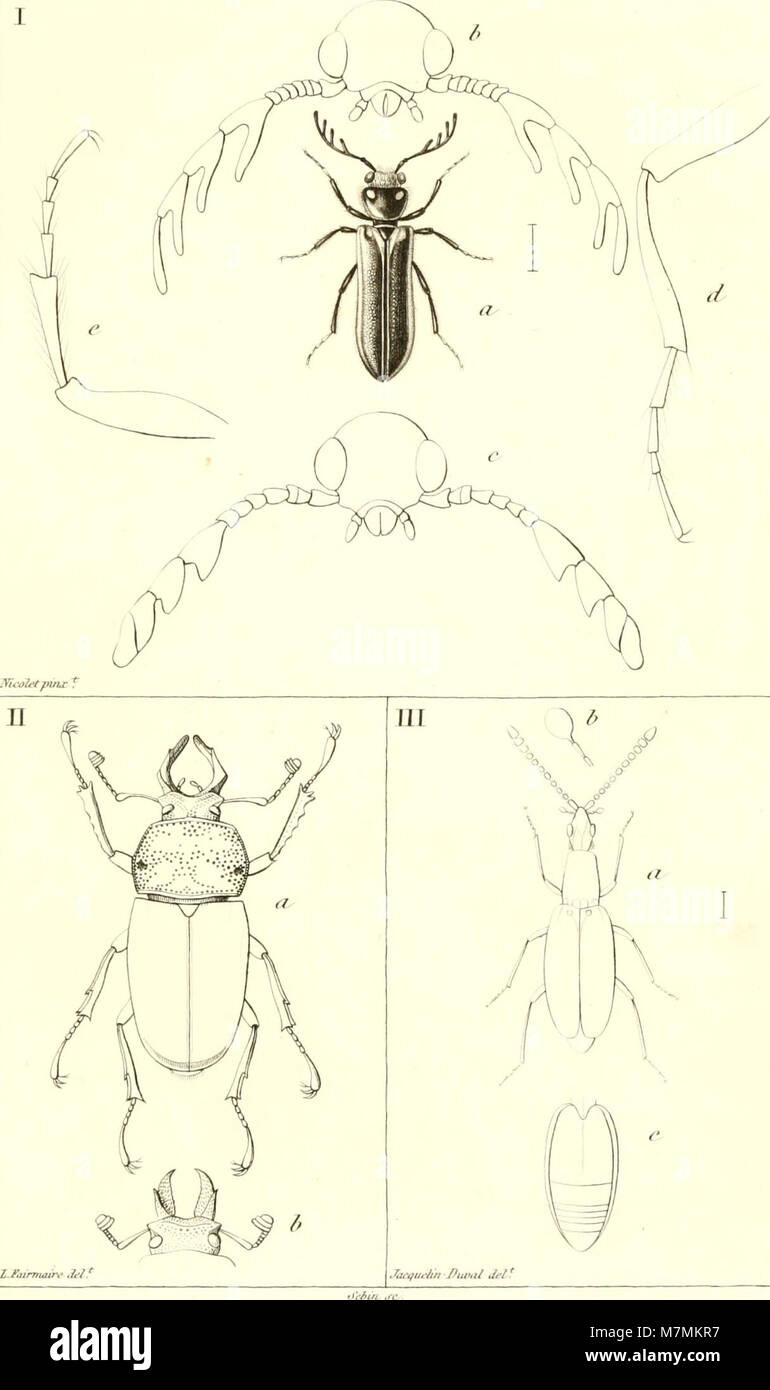 Annales de la Société entomologique de France (1850) (18198787222) Stock Photo