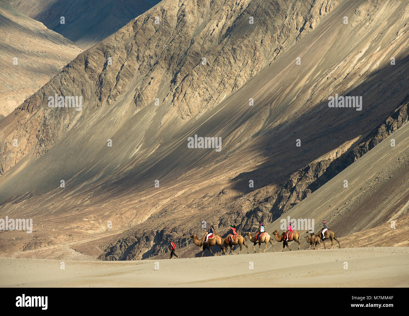 Bactrian Camels against Sand dunes at Nubra Valley Stock Photo