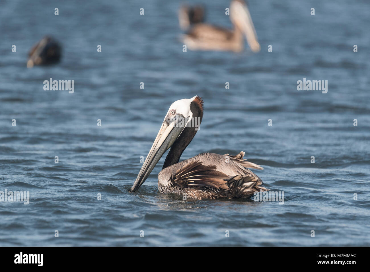 A swimming Brown Pelican (Pelecanus occidentalis) in breeding plumage Stock Photo