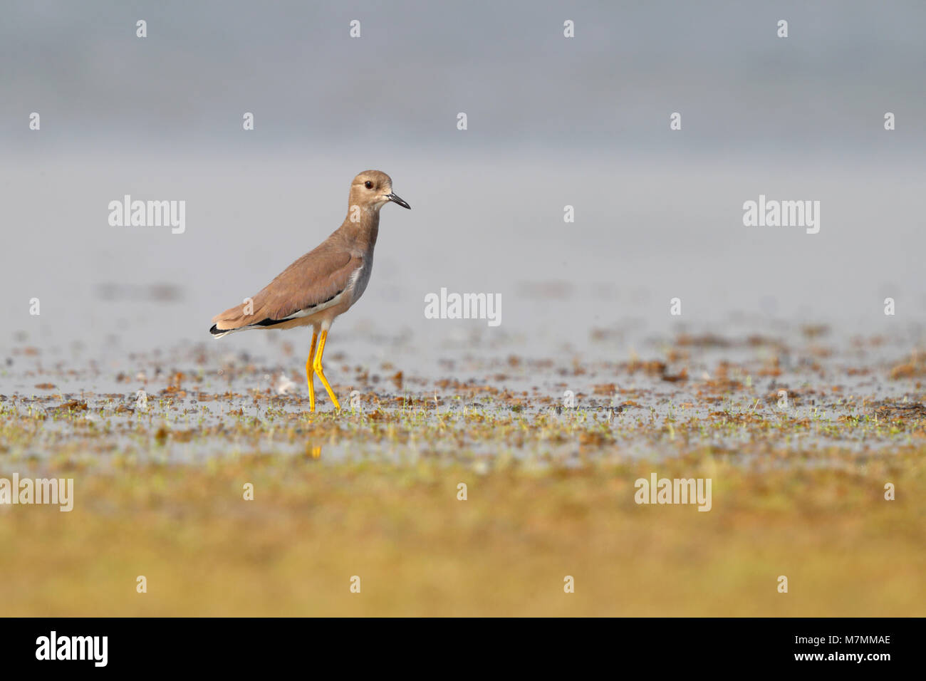 Adult White-tailed Lapwing or Plover (Vanellus leucurus) feeding at the edge of a pool at the Little Rann of Kutch, Gujarat, India Stock Photo