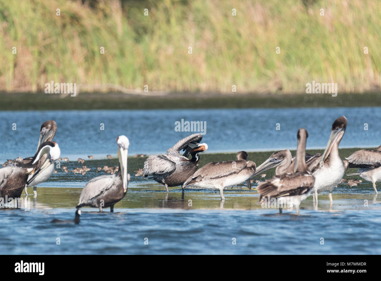 Preening Brown Pelicans (Pelecanus occidentalis) Stock Photo