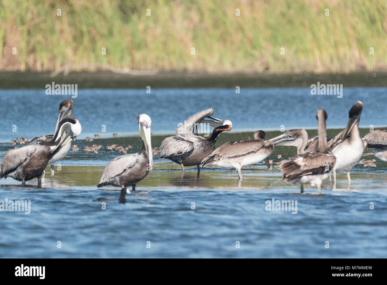 Preening Brown Pelicans (Pelecanus occidentalis) Stock Photo