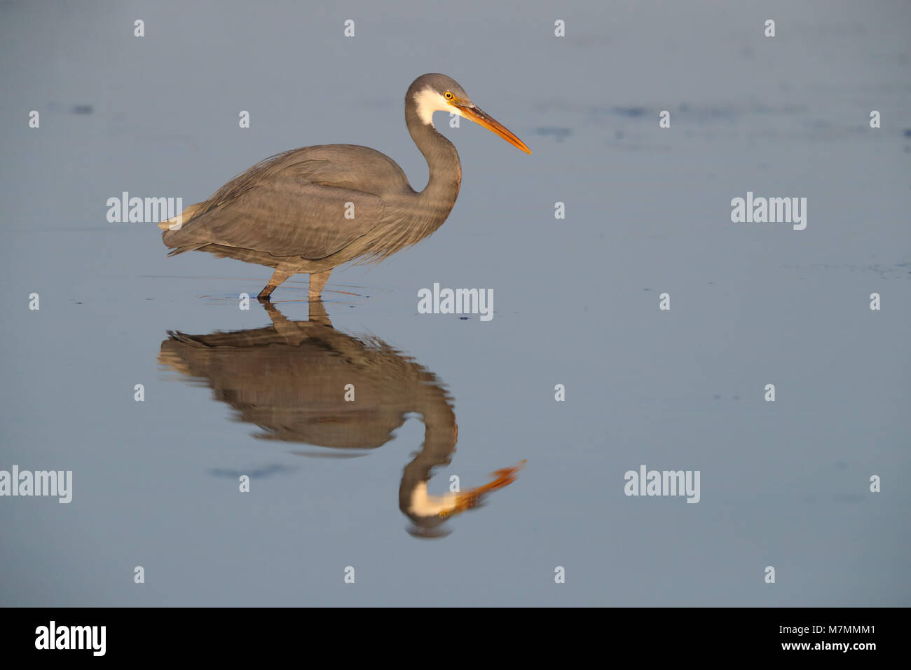 An adult dark morph Western Reef Heron or Western Reef Egret (Egretta gularis) hunting in a still pool with a great reflection in Gujarat, India Stock Photo