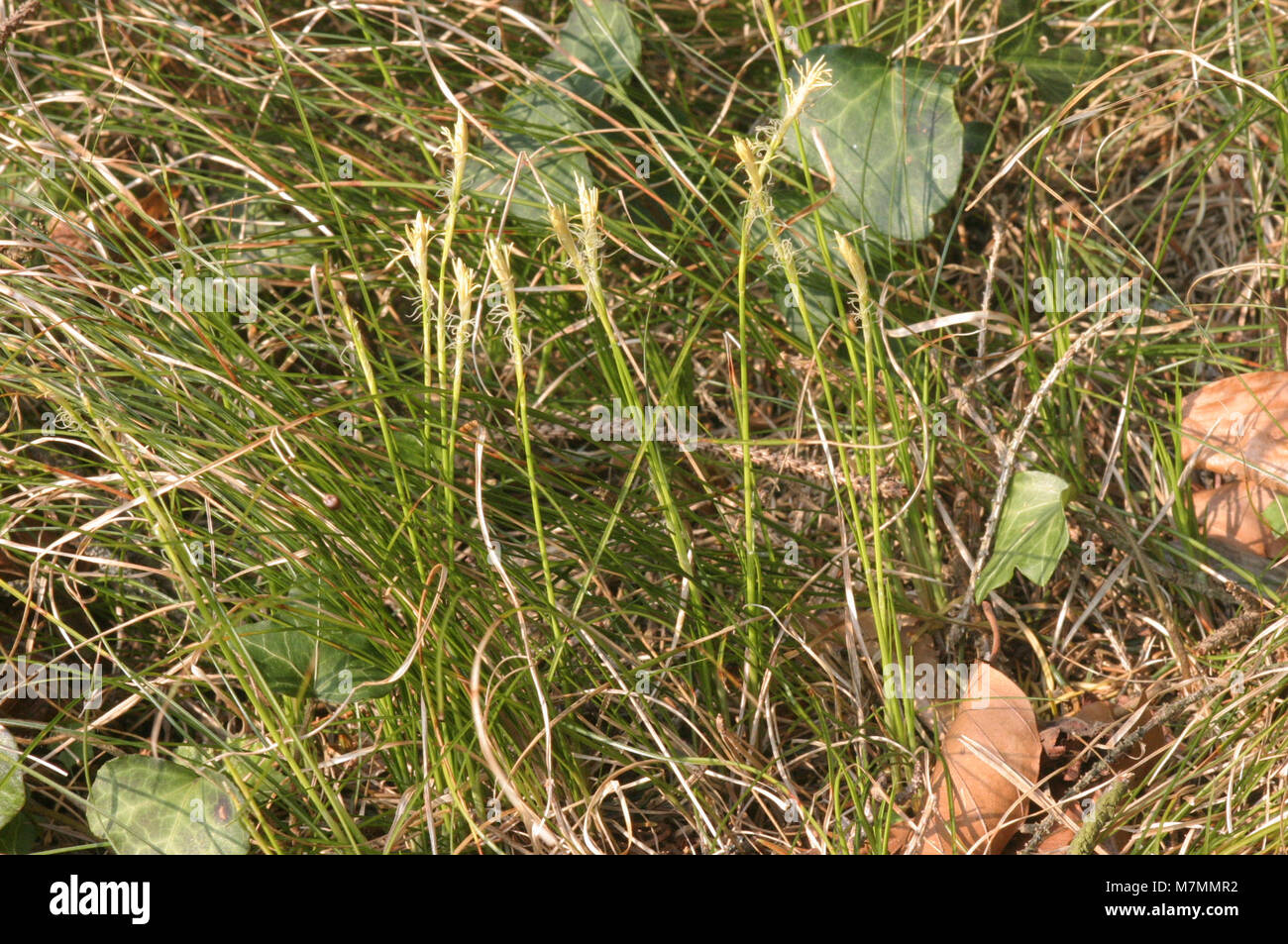 Carex alba (Weiß-Segge) IMG 6505 Stock Photo