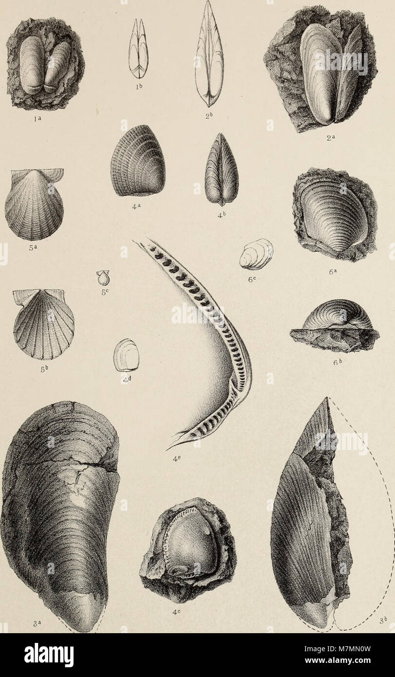 The 1878 *Annales de la Société malacologique de Belgique* focuses on ...