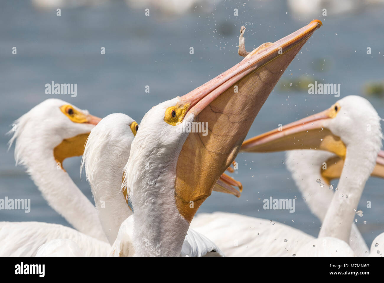 White pelican full beak hi-res stock photography and images - Alamy