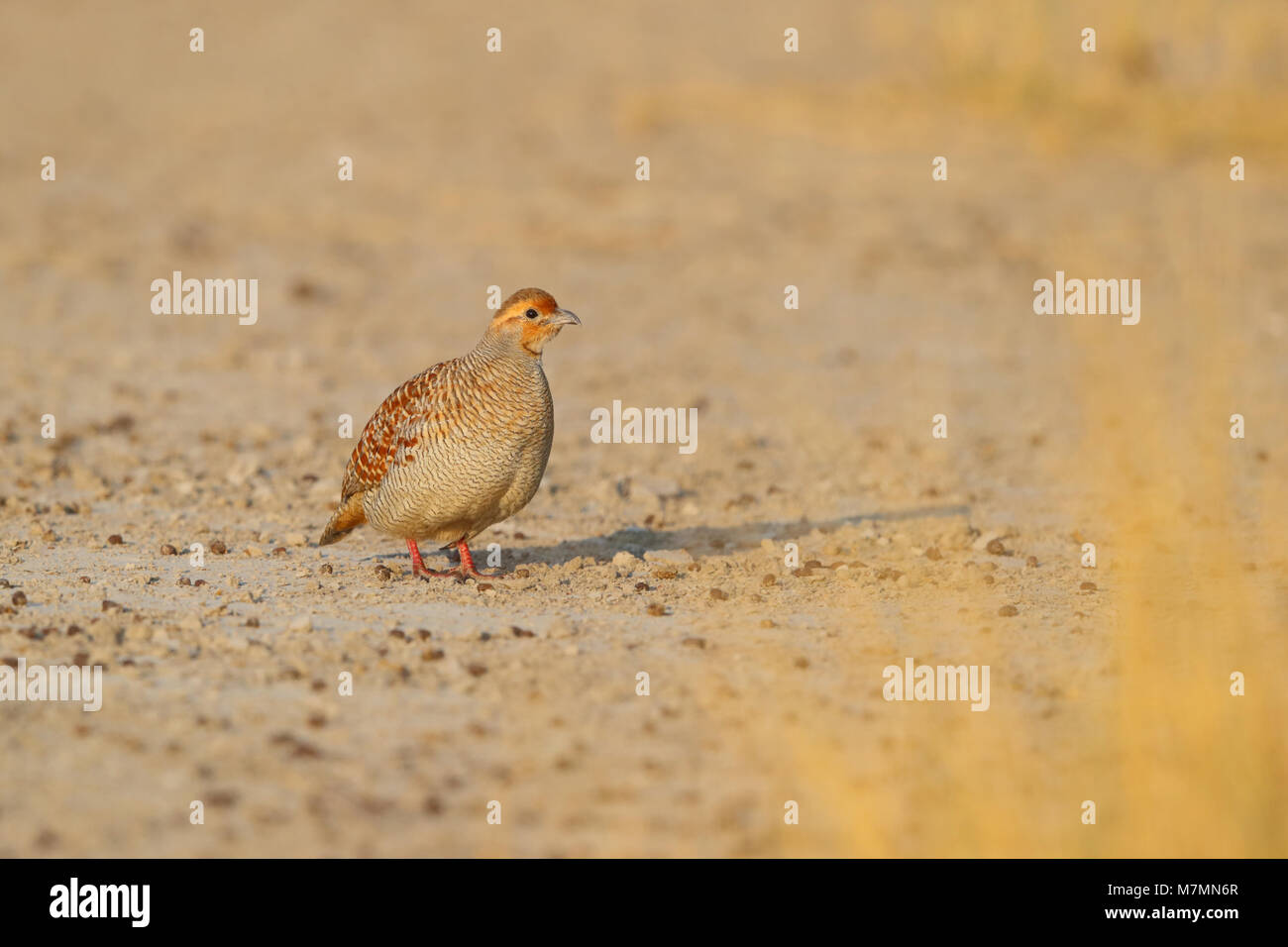 A wild adult Grey Francolin (Francolinus pondicerianus, of the race interpositus) on dry ground at Tal Chhapar Sanctuary in Rajasthan, India Stock Photo