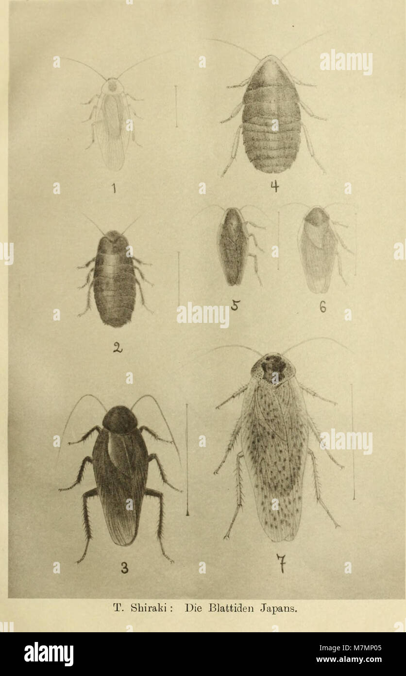 A 1906 edition of Annotationes Zoologicae Japonenses publishing ...