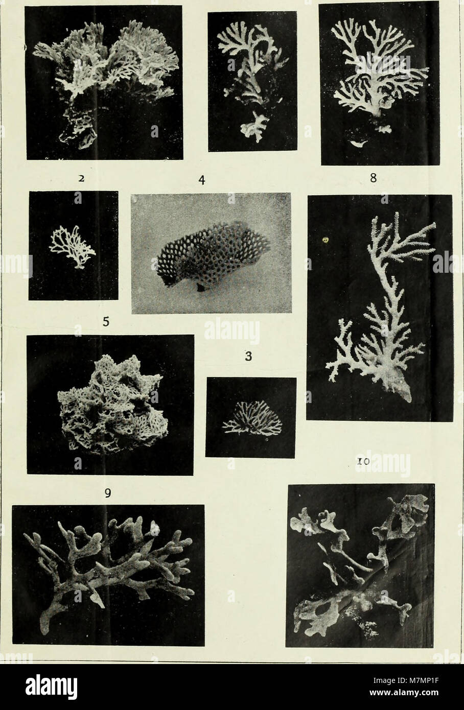 This image refers to the *Annotationes Zoologicae Japonenses*, a 1915 ...