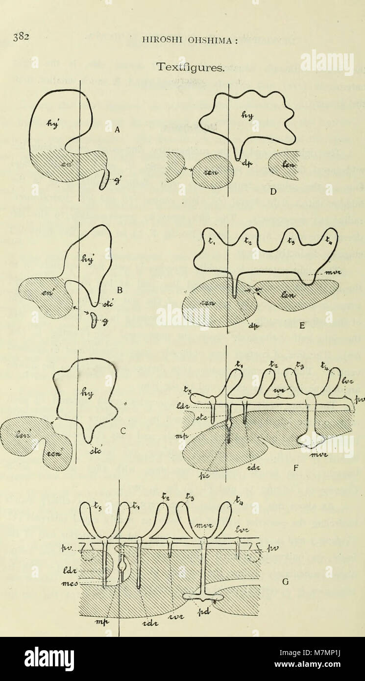 Annotationes zoologicae japonenses - Nihon dōbutsugaku ihō (1915) (18424954261) Stock Photo