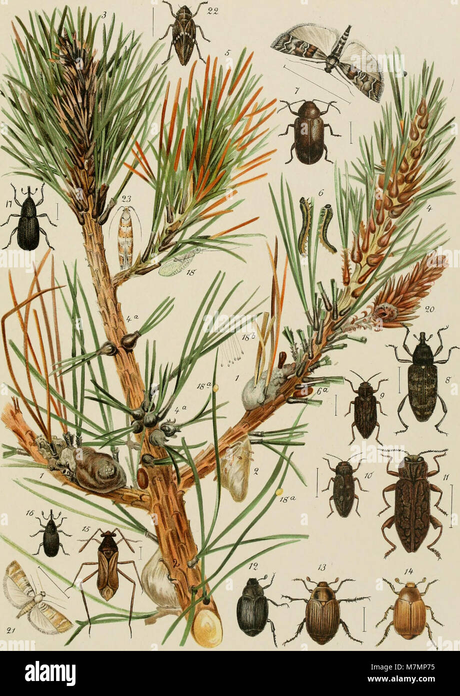 Annual report of the Commissioners of Fisheries, Game and Forests of the State of New York' (1896-1900)) (18741127994) Stock Photo