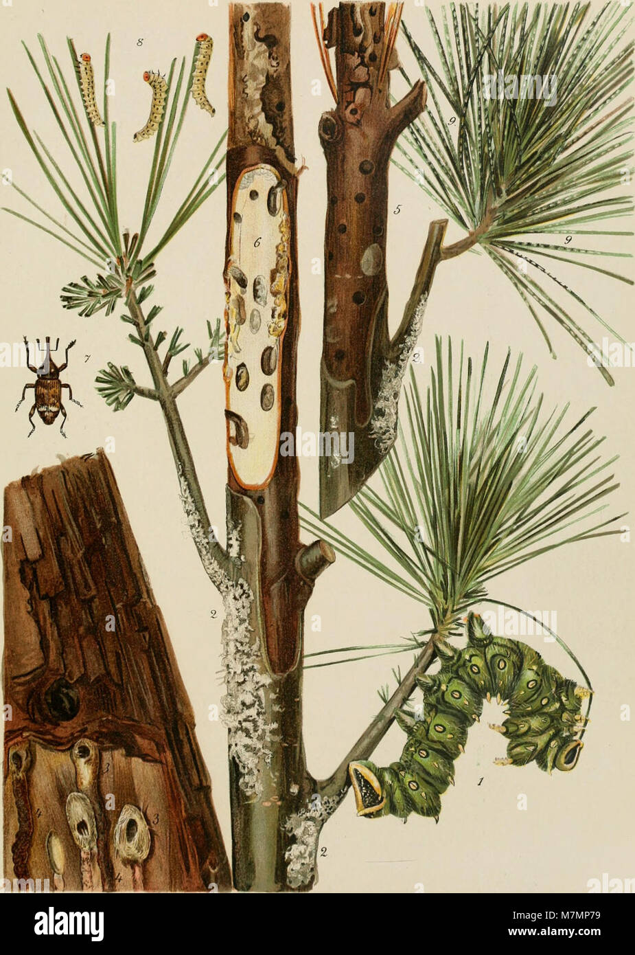 Annual report of the Commissioners of Fisheries, Game and Forests of the State of New York' (1896-1900)) (19176028240) Stock Photo