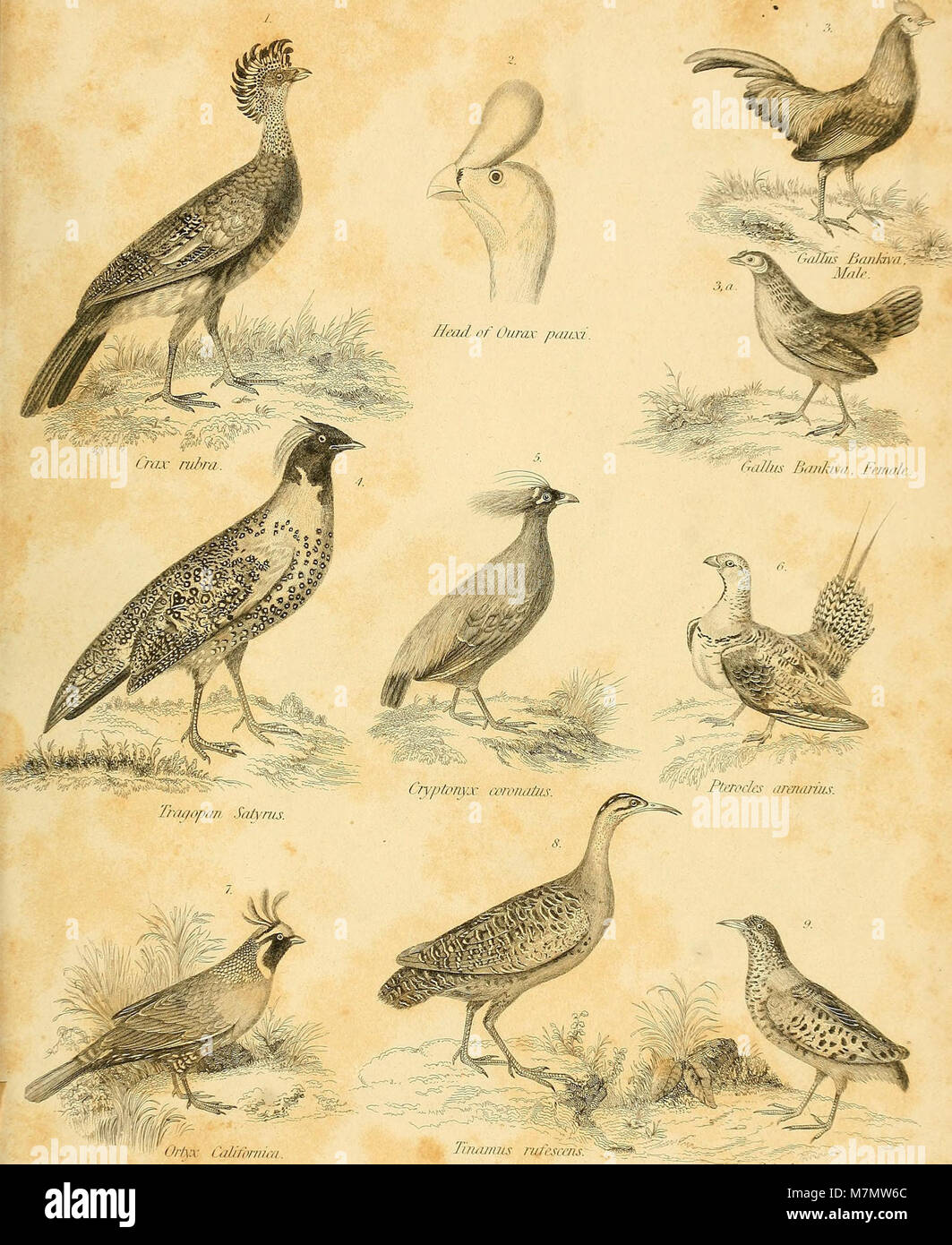 Education on birds hi-res stock photography and images - Alamy