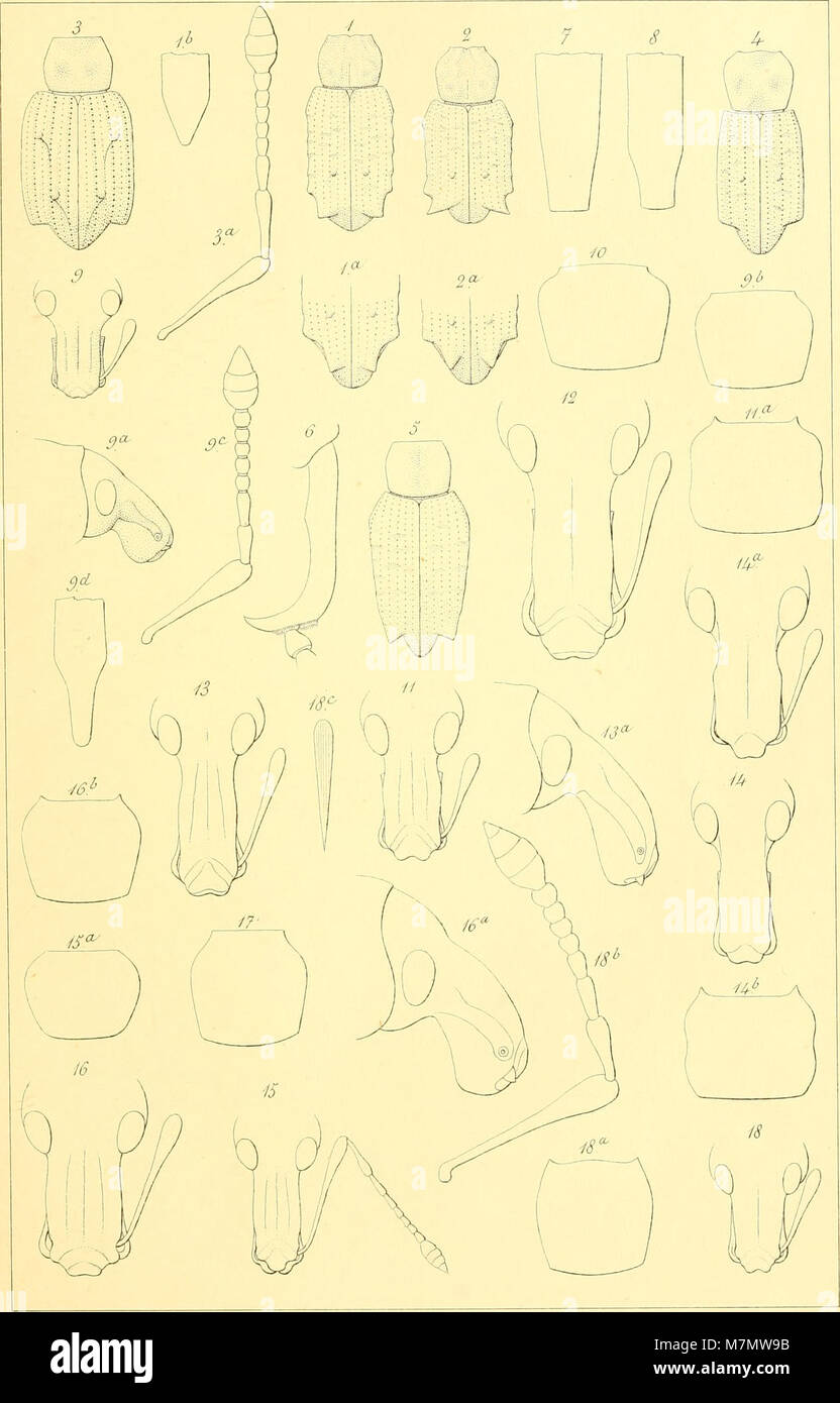 Apuntes sobre los insectos de Chile - estudio i descripcion de los listroderitos de Chile i tierras magallánicas de la coleccion del Museo Nacional i de la de don Fernando Paulsen (1894) (19558205318) Stock Photo