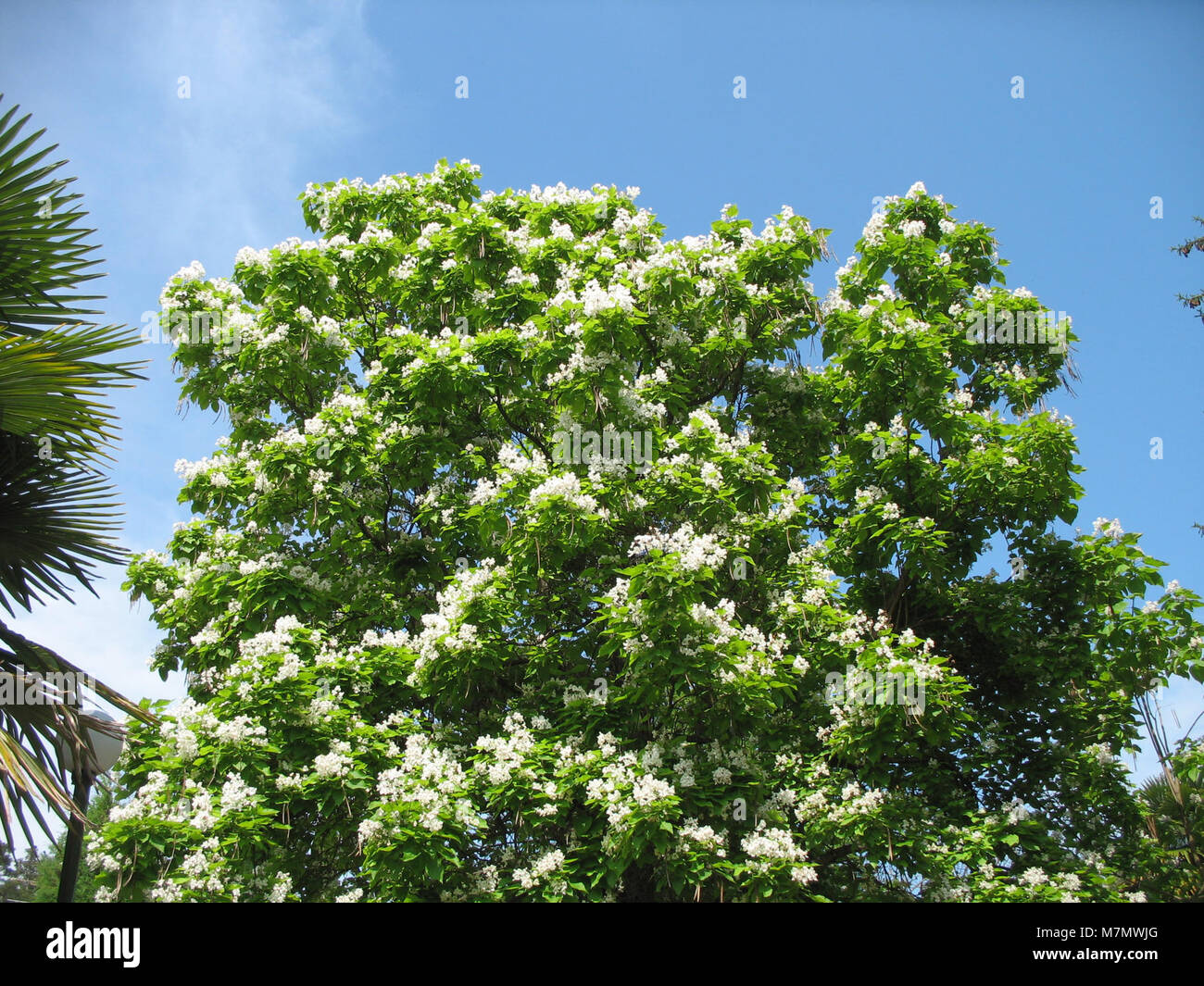 Catapulta Tree The Catalpa is a deciduous tree genus recognized for its large, heart ...