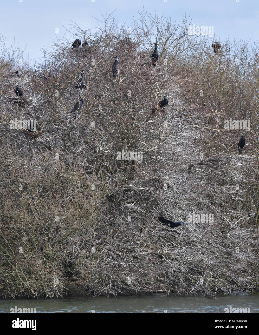 Cormorants (Phalacrocorax carbo) claim their nesting sites in early spring. Rye Harbour Nature Reserve. Rye, Sussex, England, UK. Stock Photo