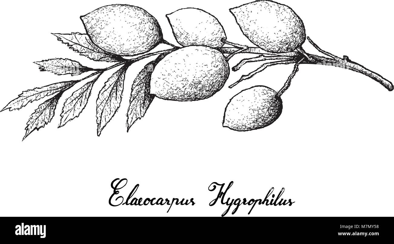 Tropical Fruit, Illustration of Hand Drawn Sketch of Fresh Elaeocarpus Hygrophilus Fruits Isolated on White Background. Stock Vector