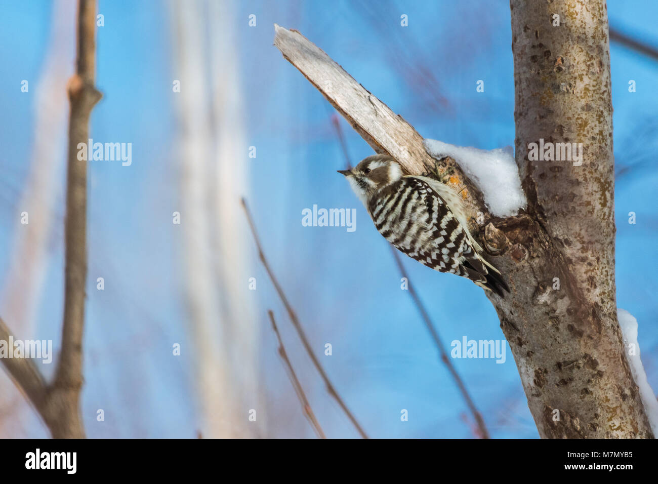 japanese Pygmy Woodpecker Bird,from hokkaido Japan in winter season Stock Photo