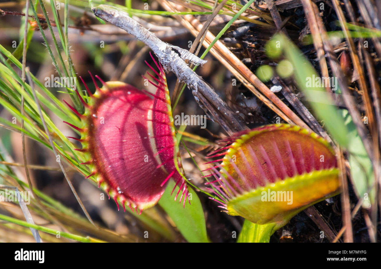 Venus flytrap found in nature on the forest floor - ready to catch a fly and other insects Stock Photo