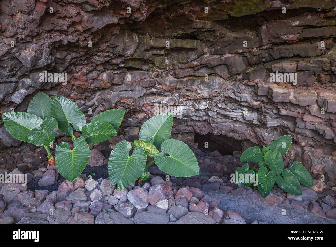 Cueva de Los Verdes cave system, Lanzarote, Canary Islands Stock Photo