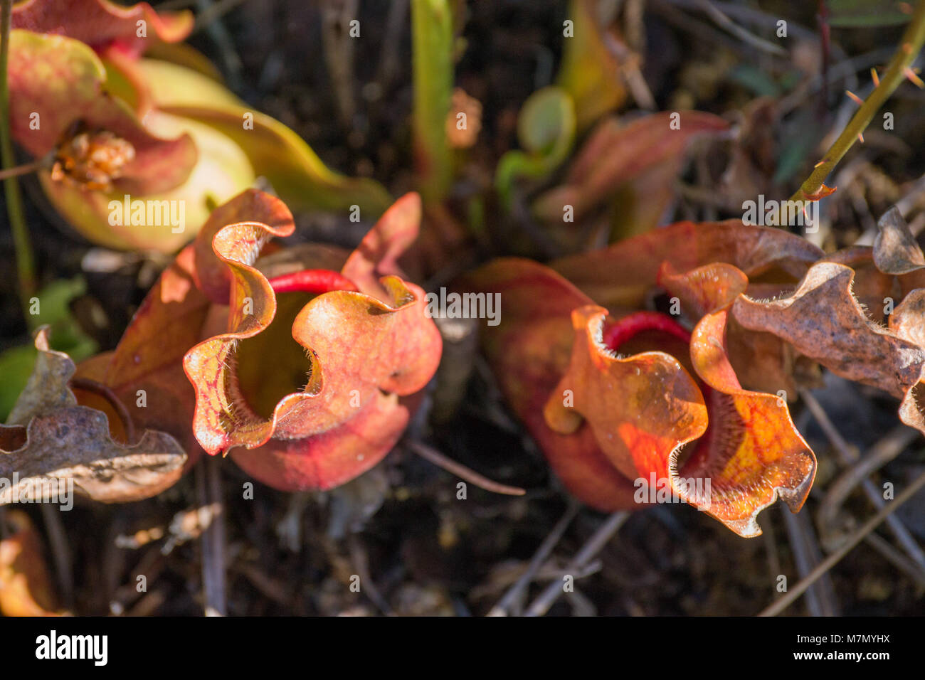 Predatory plants on the forest floor and other flowering plants Stock Photo