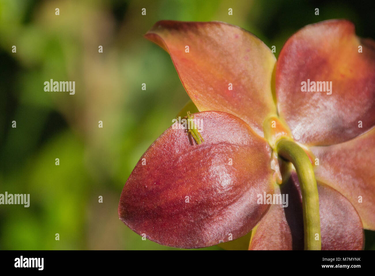 Predatory plants on the forest floor and other flowering plants Stock Photo