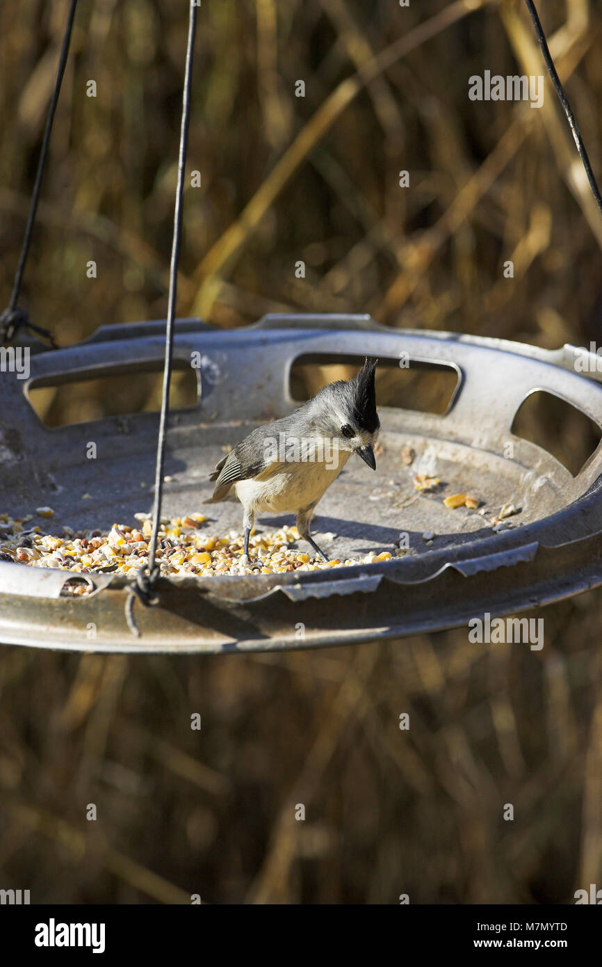 Black Crested Titmouse Baeolophus Atricristatus At Bird Feeder