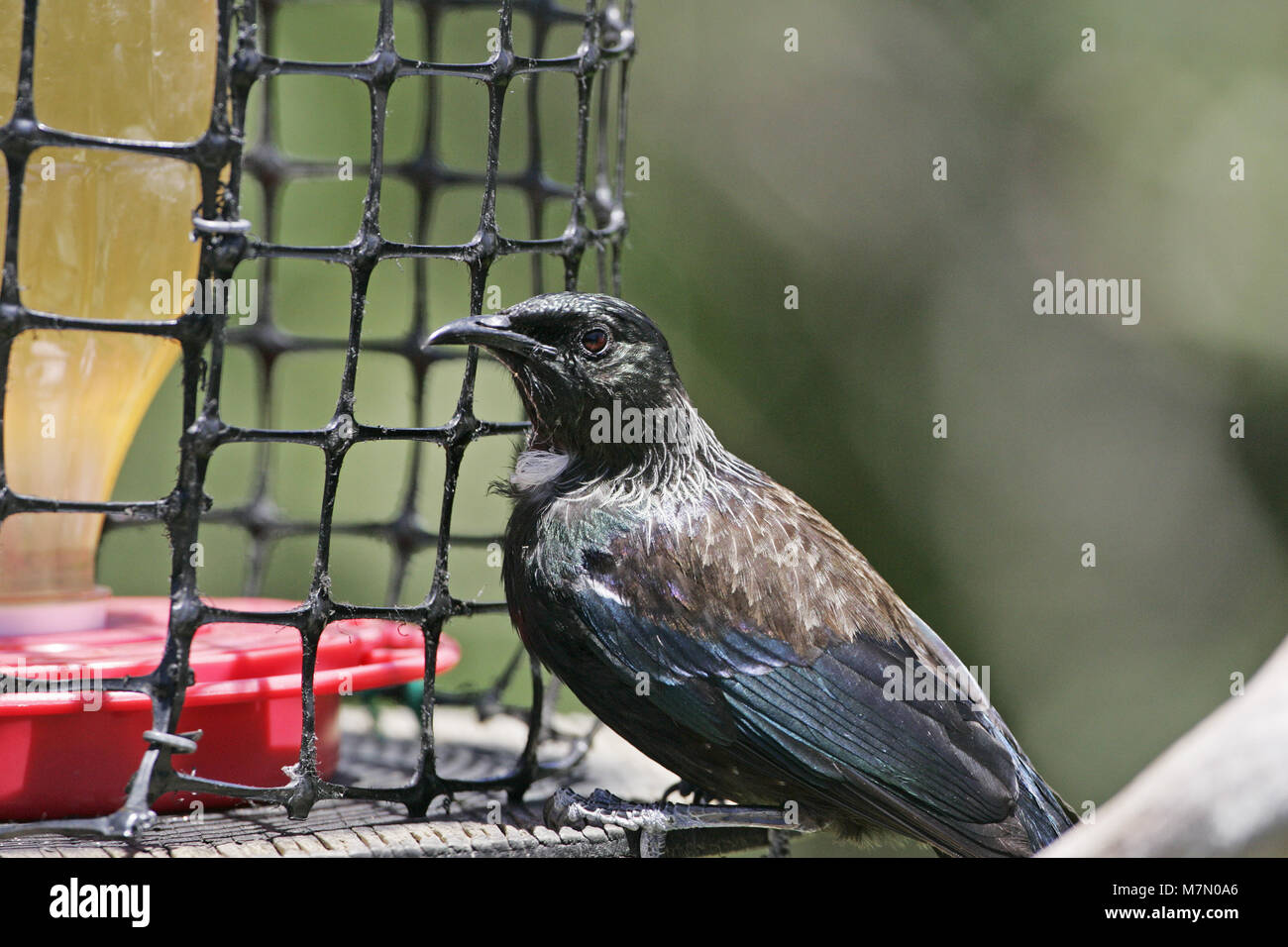 Tui Prosthemadera Novaeseelandiae Male On Bid Feeder New Zealand