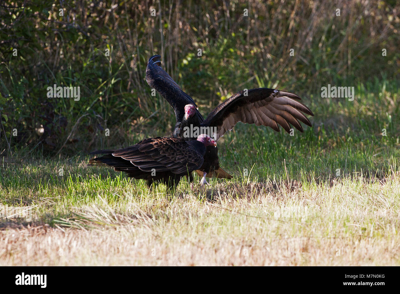 Turkey vulture Cathartes aura arguing over carrion Flint Hills National