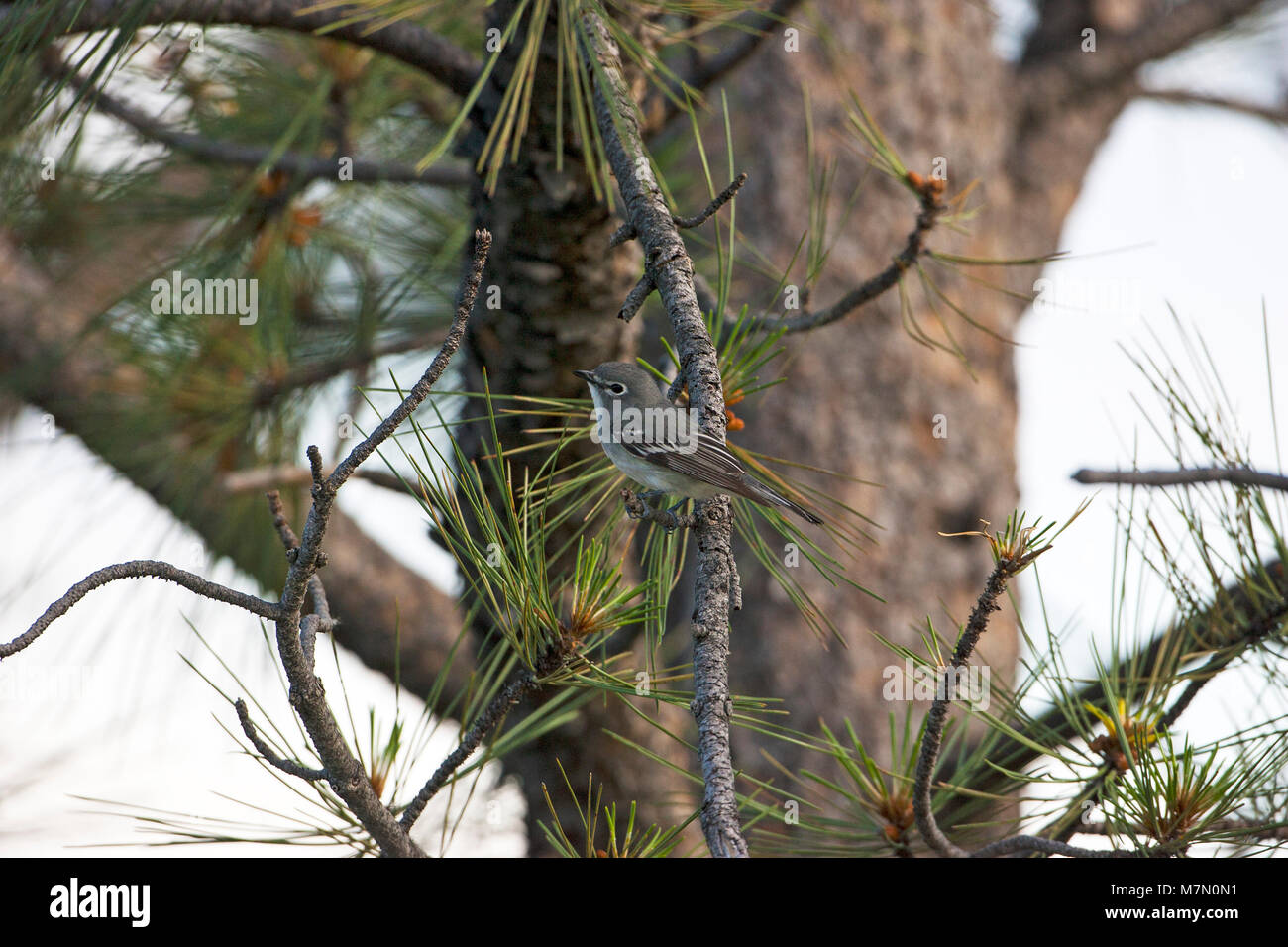 Solitary vireo Vireo solitarius in woodland Zimmerman Park Billings Montana USA June 2015 Stock Photo