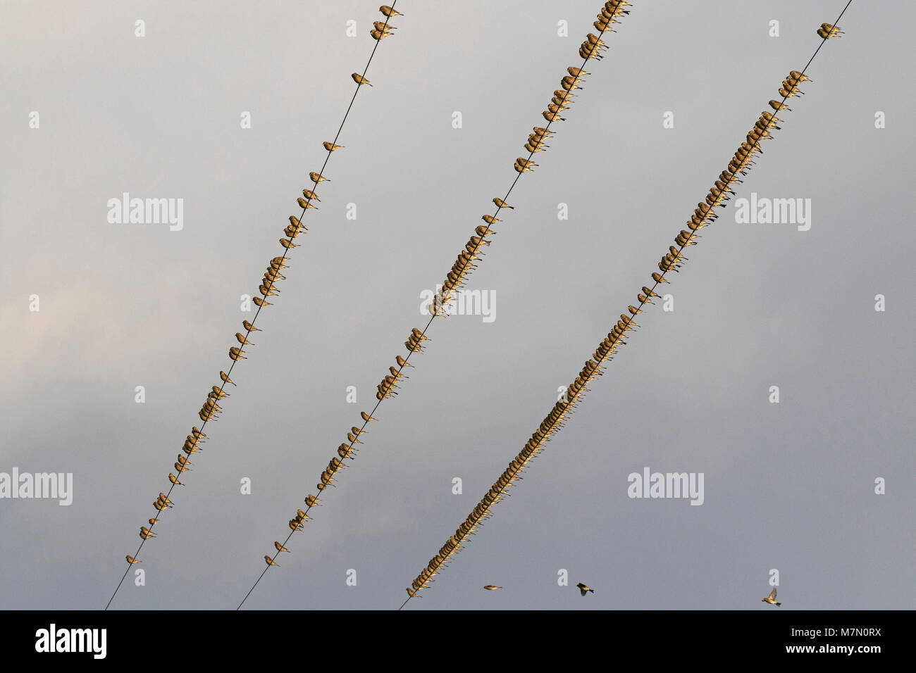 Twite Carduelis flavirostris flock on overhead wires near cromarty Black isle Scotland October 2016 Stock Photo